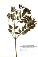 藏品(裏白漆)的圖片